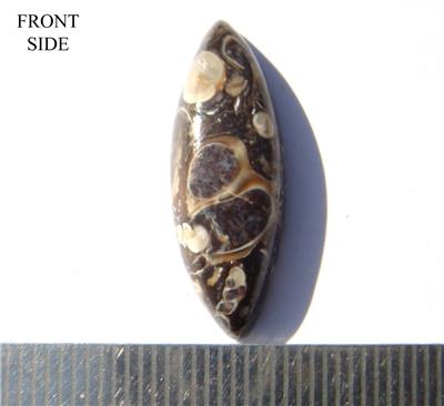 Turritella Fossil Stone Marquise Cabochon
